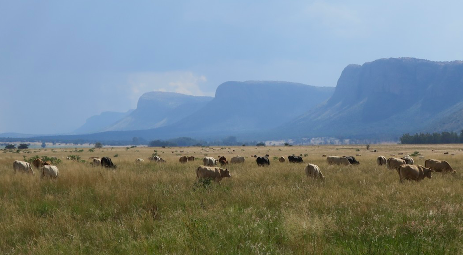 This is a book that will define the Waterberg for decades to come The